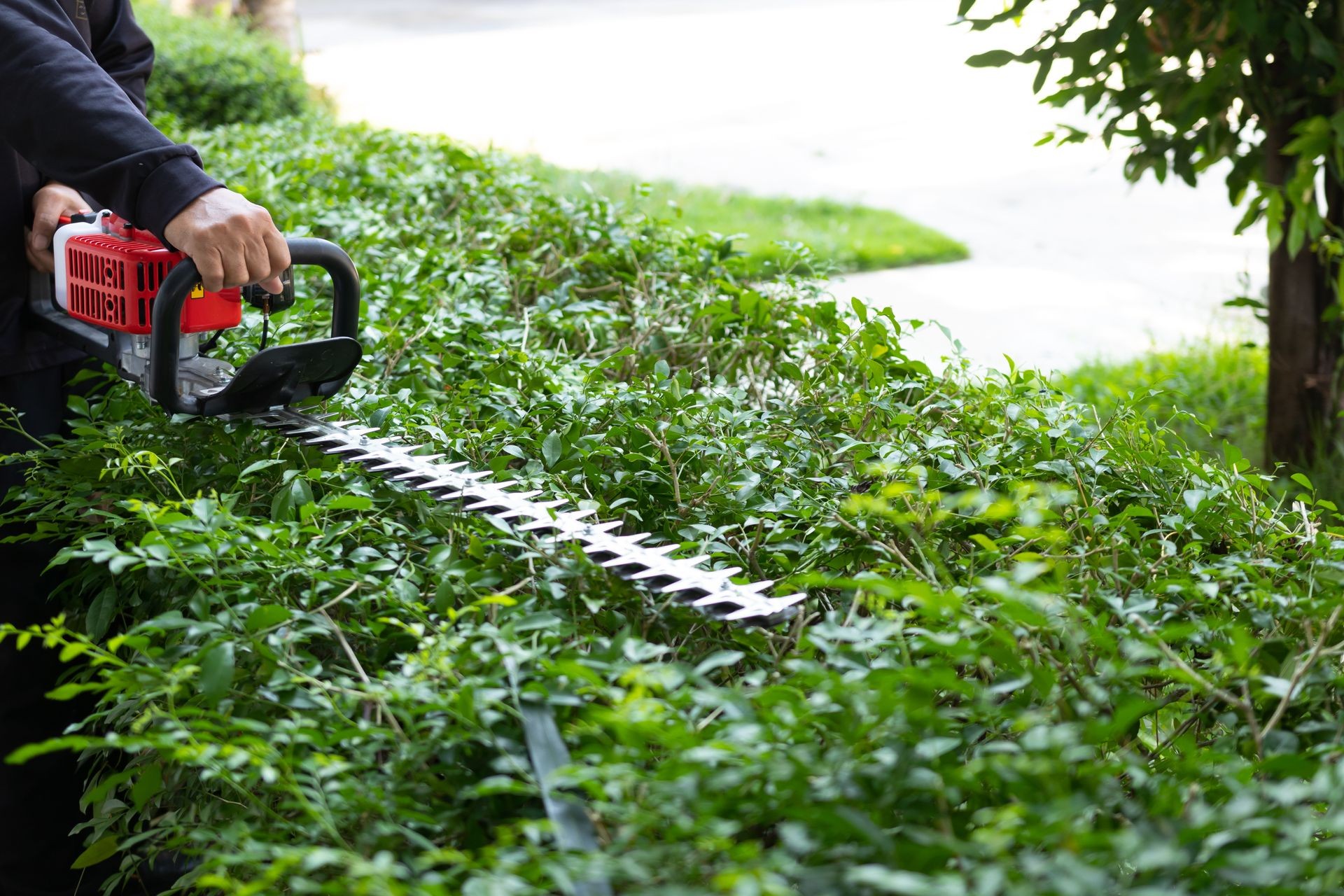 Home and garden concept. Hedge trimmer in action. Bush trimming work. Shrubs pruning. Gardening and cutting activities.
